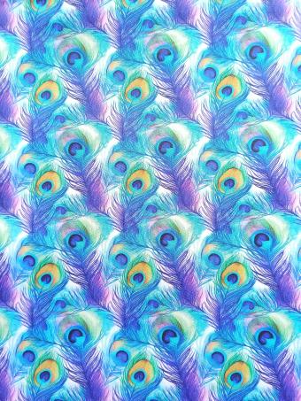 Peacock Tail Feather