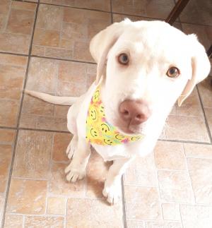 Dog bandana