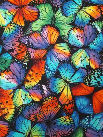 Rainbow Butterfly